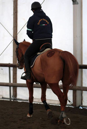 lezioni di equitazione venezia Scuderia Ippogrifo